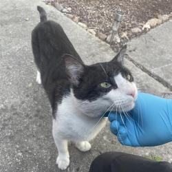 Shelter Stray Male Cat last seen WESTGLEN DR AND WEST TRL, San Antonio, TX 78227