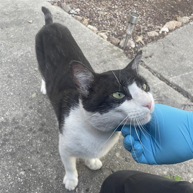 Shelter Stray Male Cat last seen WESTGLEN DR AND WEST TRL, San Antonio, TX 78227