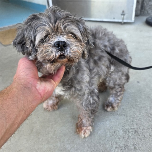 Shelter Stray Female Dog last seen Near BLK PARAMOUNT BLVD, LONG BEACH, CA 90805, Long Beach, CA 90815