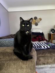Lost Male Cat last seen Andover in Vivian, Dearborn Heights, MI 48125