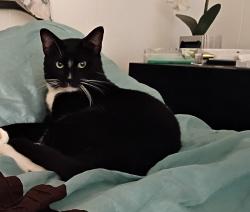 Lost Male Cat last seen Near 20th St E SPC 290 Lancaster CA 93535, Lancaster, CA 93535