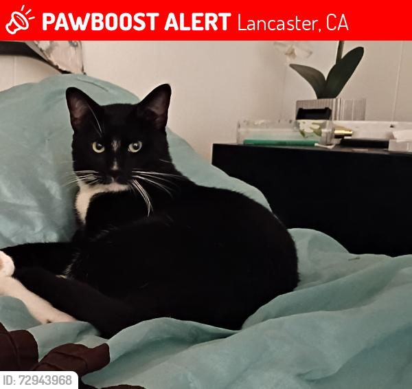 Lost Male Cat last seen Near 20th St E SPC 290 Lancaster CA 93535, Lancaster, CA 93535