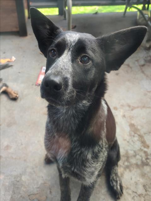 Shelter Stray Female Dog last seen NAVAJO RD X 74, Perris, CA 92571