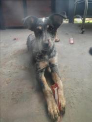 Shelter Stray Female Dog last seen NAVAJO RD X 74, Perris, CA 92571