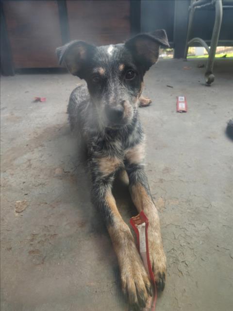 Shelter Stray Female Dog last seen NAVAJO RD X 74, Perris, CA 92571