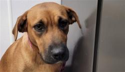 Shelter Stray Female Dog last seen , Tucson, AZ 85745