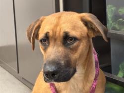 Shelter Stray Female Dog last seen , Tucson, AZ 85745