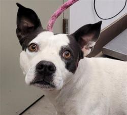 Shelter Stray Male Dog last seen , Tucson, AZ 85745