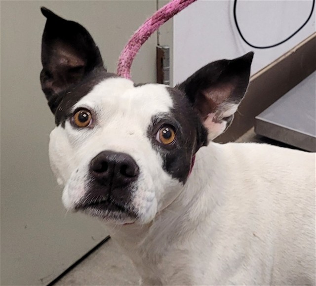 Shelter Stray Male Dog last seen , Tucson, AZ 85745