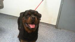 Shelter Stray Male Dog last seen CHARLOTTE, Charlotte, NC 28217