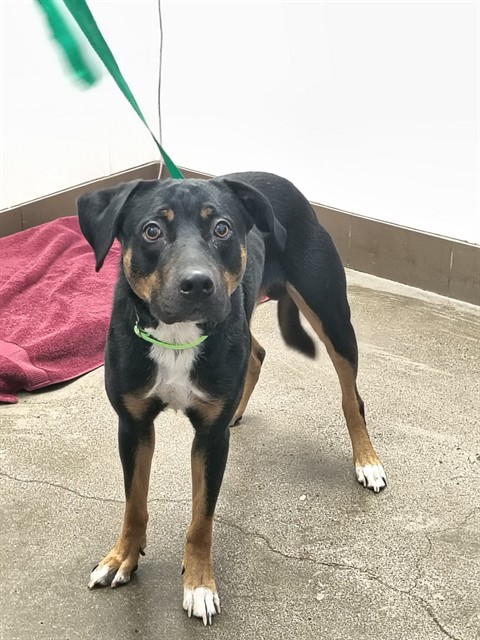 Shelter Stray Male Dog last seen , Tucson, AZ 85745