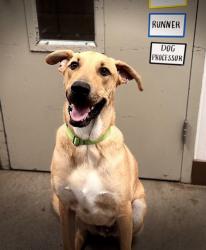 Shelter Stray Male Dog last seen , Tucson, AZ 85745