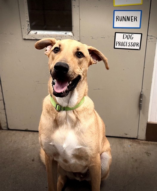 Shelter Stray Male Dog last seen , Tucson, AZ 85745