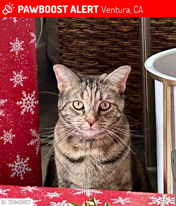 Lost Female Cat last seen In between Maple and Marshall Ave, Ventura, CA 93003