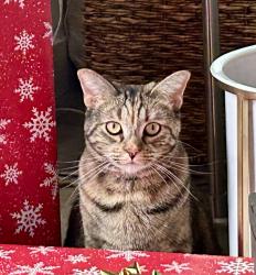 Lost Female Cat last seen In between Maple and Marshall Ave, Ventura, CA 93003