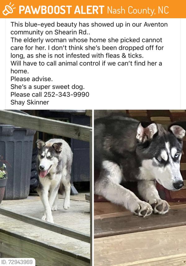 Found/Stray Female Dog last seen N/A, Nash County, NC 27891