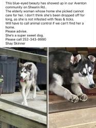 Found/Stray Female Dog last seen N/A, Nash County, NC 27891