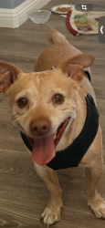 Found/Stray Male Dog last seen Higland street , west Palmdale , Palmdale, CA 93552