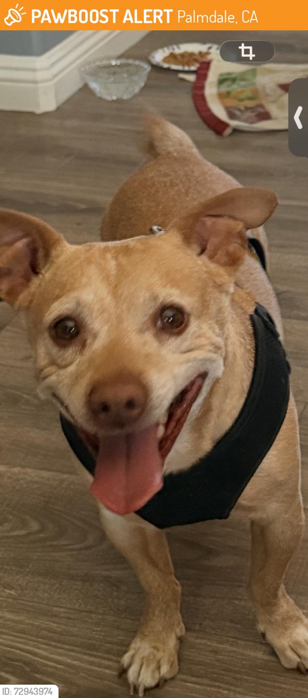 Found/Stray Male Dog last seen Higland street , west Palmdale , Palmdale, CA 93552