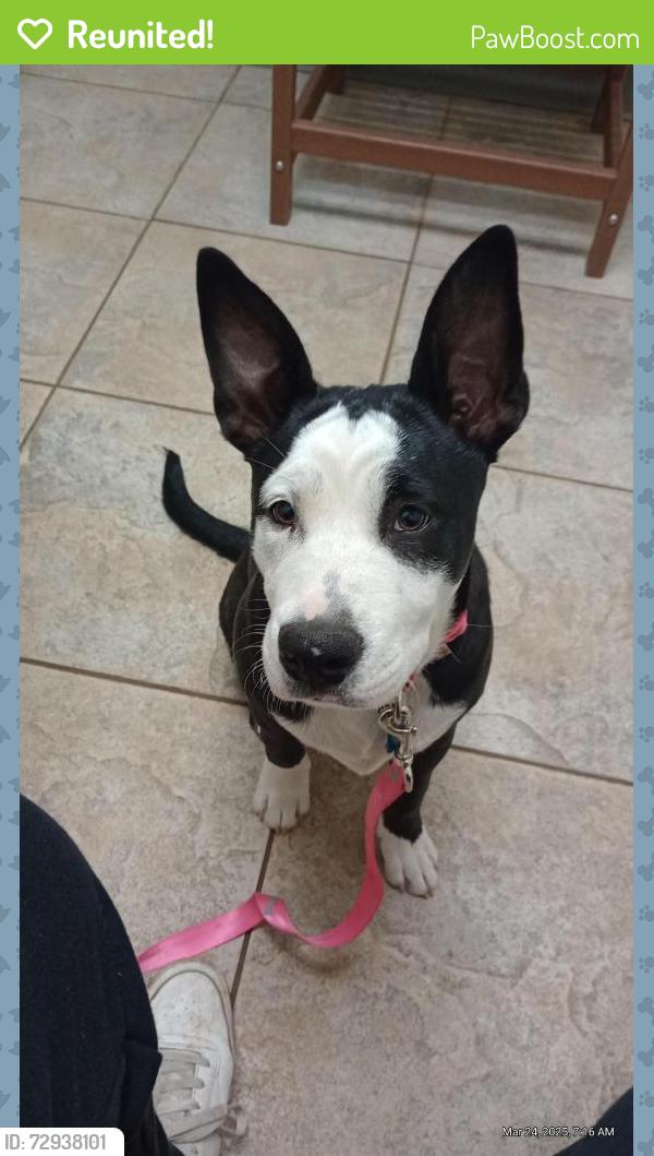Reunited Female Dog last seen Gaynor, San Antonio, TX 78204