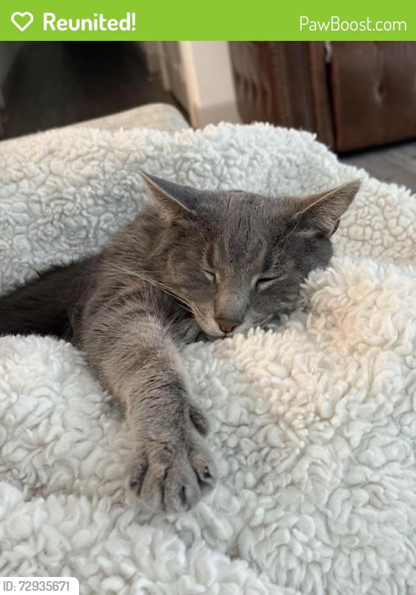 Reunited Male Cat last seen Near west ridge golf course, off west university drive , McKinney, TX 75071