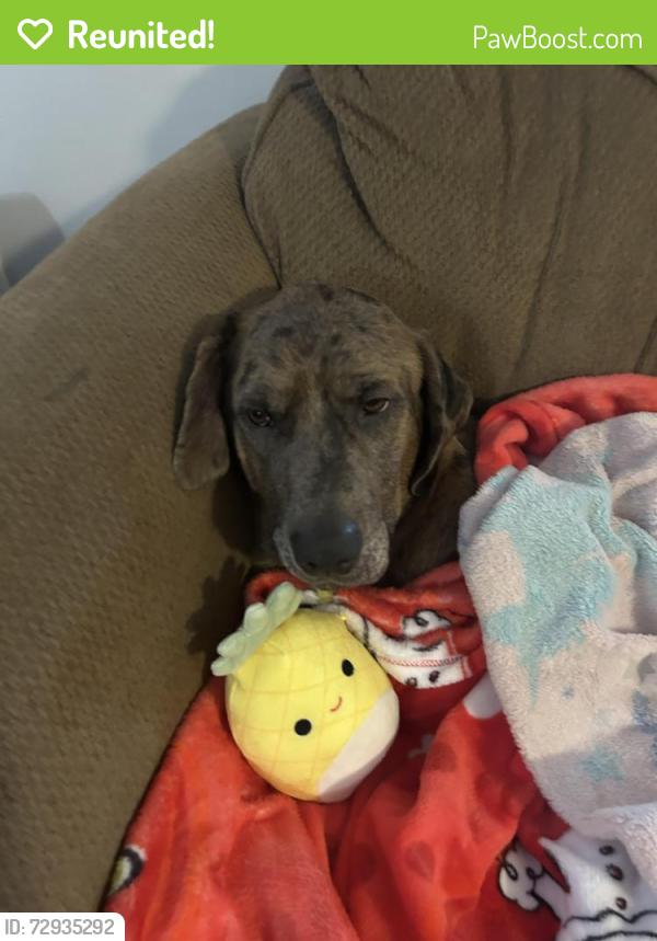 Reunited Male Dog last seen Carr and Oliver, Plainfield, IN 46168