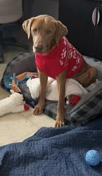 Reunited Male Dog last seen erson Bay Dr, Sumner County, TN 37066