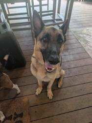 Reunited Male Dog last seen Tollway and Northaven Rd , Dallas, TX 75230