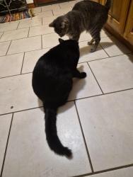Reunited Male Cat last seen Tarpon Ave (Fish Village), Galveston, TX 77550