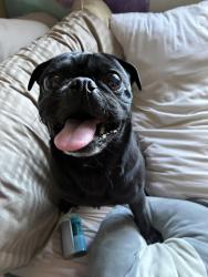 Found/Stray Male Dog last seen Gowan Cimarron , Las Vegas, NV 89129