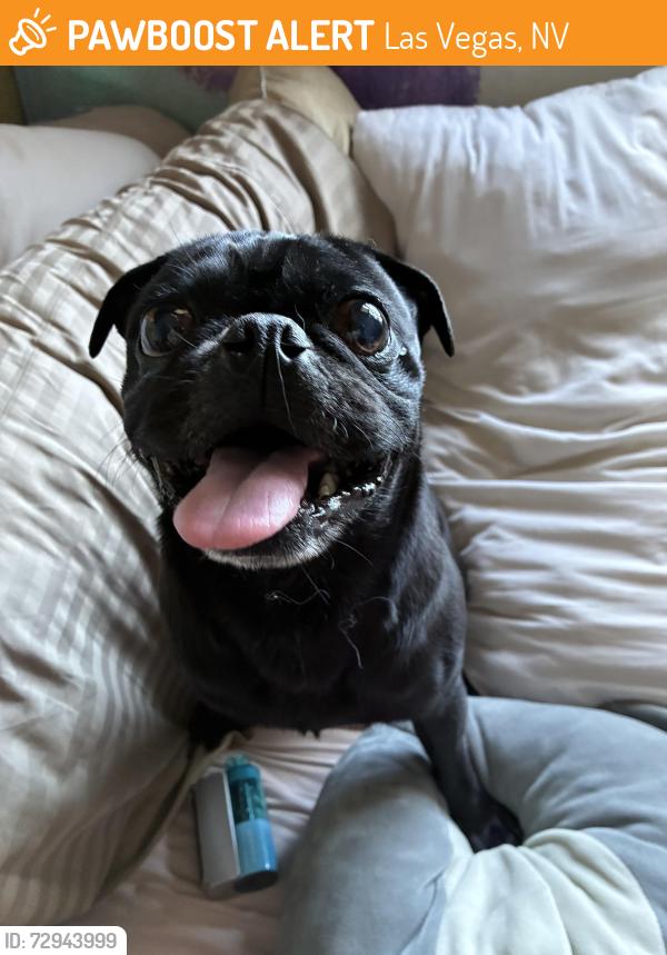 Found/Stray Male Dog last seen Gowan Cimarron , Las Vegas, NV 89129