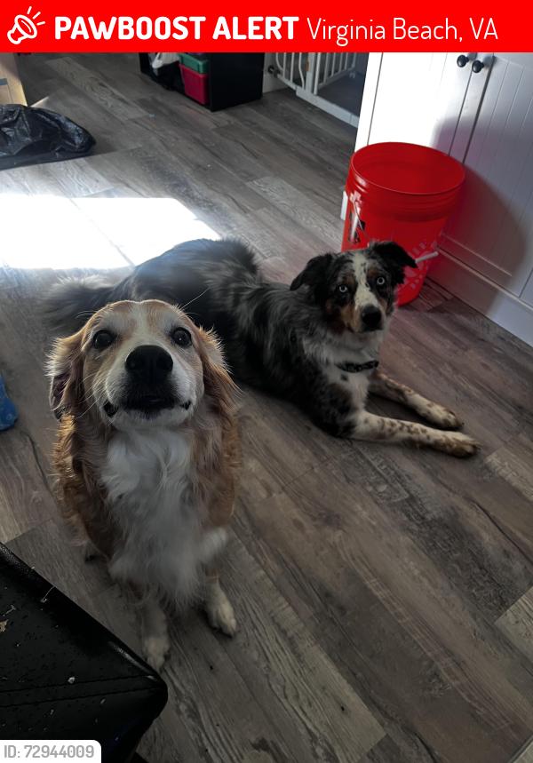 Lost Female Dog last seen lynnhaven parkway , Virginia Beach, VA 23452