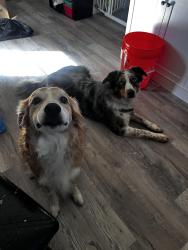 Lost Female Dog last seen lynnhaven parkway , Virginia Beach, VA 23452