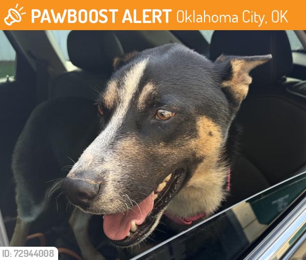 Found/Stray Male Dog last seen Wilshire Road, Oklahoma City, OK 73132