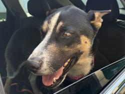 Found/Stray Male Dog last seen Wilshire Road, Oklahoma City, OK 73132