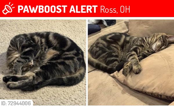 Lost Female Cat last seen Sunshine Dr and Hamilton Cleves, Ross, OH 45014