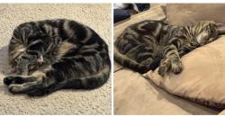 Lost Female Cat last seen Sunshine Dr and Hamilton Cleves, Ross, OH 45014