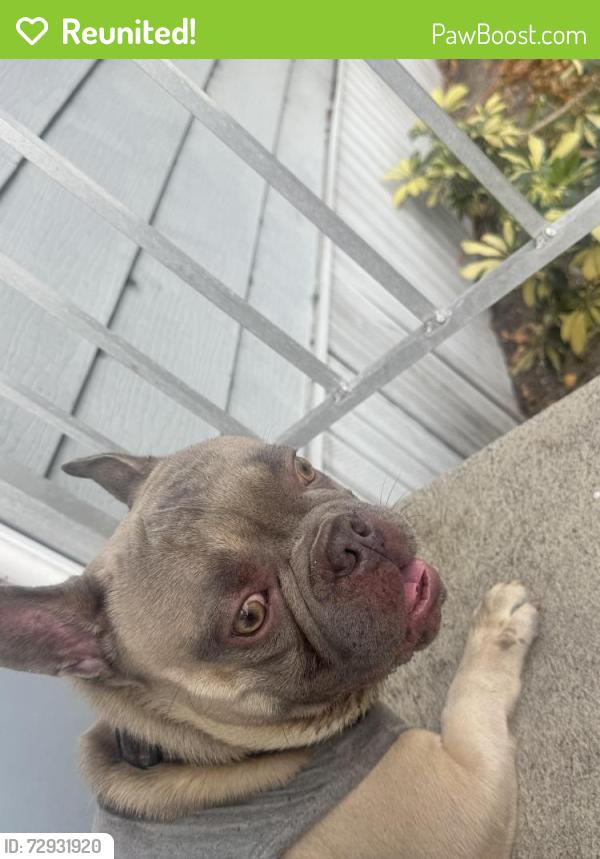 Reunited Male Dog last seen Near Birch St Hollywood, FL  33023 United States, Hollywood, FL 33023