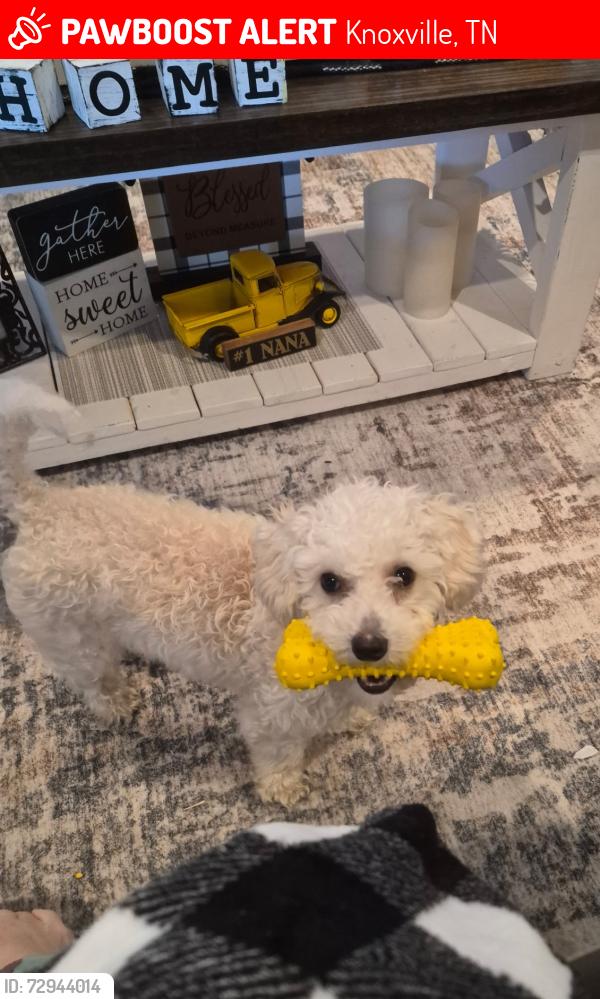 Lost Female Dog last seen Ely park subdivision , Knoxville, TN 37924