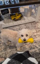 Lost Female Dog last seen Ely park subdivision , Knoxville, TN 37924
