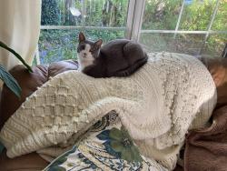 Reunited Female Cat last seen East side and 4th, Olympia, WA 98506
