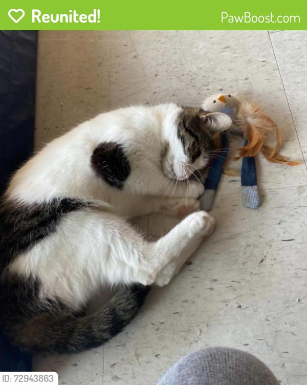 Reunited Female Cat last seen Delhi Rd and Anderson Ferry Rd, Cincinnati, OH 45238