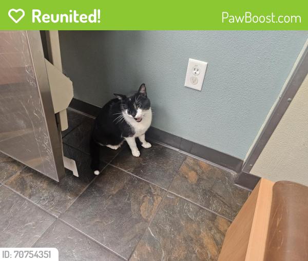 Reunited Male Cat last seen Kimmel and Ramsey, North Highlands, CA 95660
