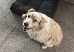 Reunited Male Dog last seen Cedar & Franklin St.- may have been seen on Alvarado St. , Monterey, CA 93940