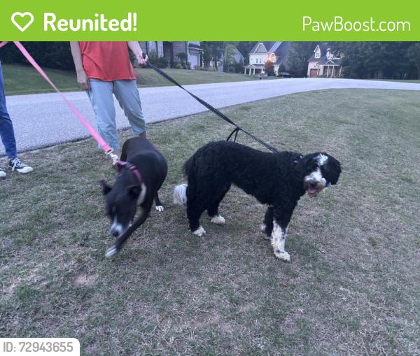 Reunited Female Dog last seen Near Azadia Court, Raleigh, NC 27603, USA, Raleigh, NC 27603