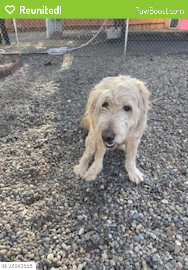 Reunited Male Dog last seen Malaga ct SE Rio , Rio Rancho, NM 87124