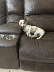 Lost Male Dog last seen Yarbrough and Giles , El Paso, TX 79915