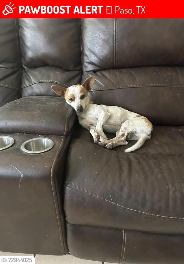 Lost Male Dog last seen Yarbrough and Giles , El Paso, TX 79915