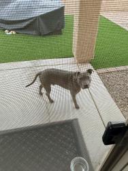 Reunited Male Dog last seen Camino de azucar and camino de la Humanidad , Tucson, AZ 85756