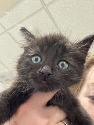 Shelter Stray Male Cat last seen Near KARA DR, SACRAMENTO, CA 95828, Sacramento County, CA, Sacramento, CA 95828